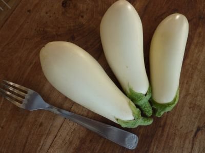 Aubergine Witte Dourga