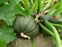 Courgette Nice &agrave; fruit rond