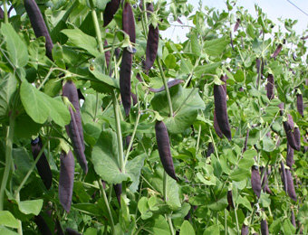 Capucijner Blauwschokkers