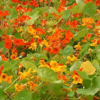 Oost-indische Kers