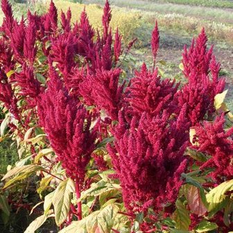 Amaranth