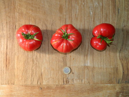 Tomaten (Vlees, roma en ronde)