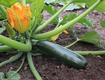 Courgette Black Beauty