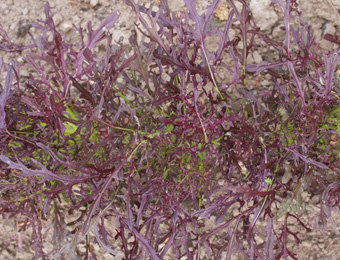 Bladmosterd Purple Frills