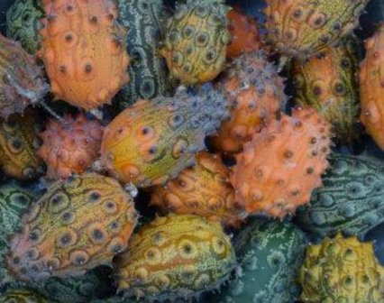 Kiwano